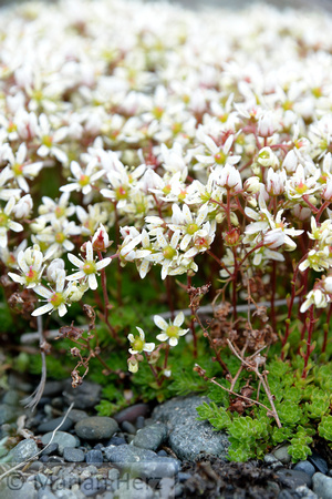 204Saxifrage, Yellow Spotted