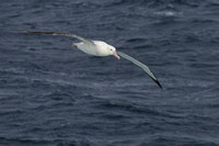 17Sea Wandering Albatross