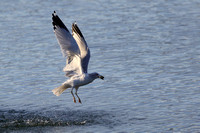 Ring-billed Gull (14)