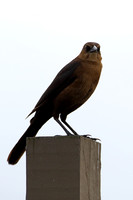 4CC Boat-tailed Grackle F