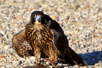 Cynder Peregrine Falcon (1)