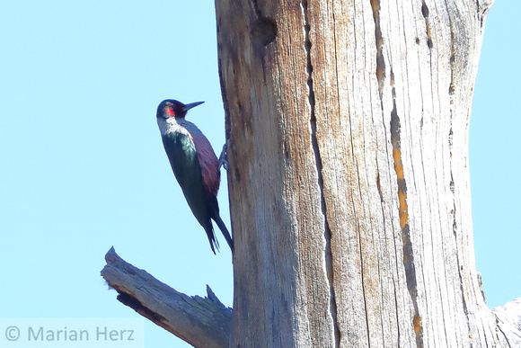 45WL Lewis's Woodpecker (9)