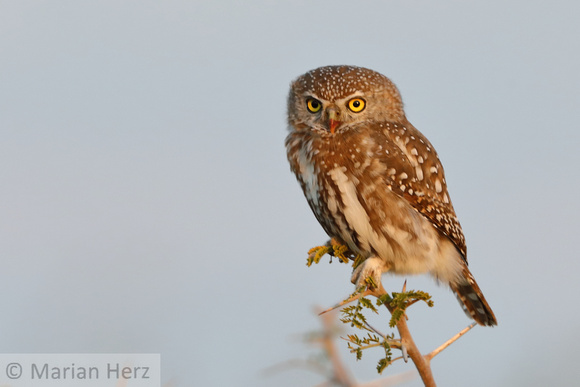 56Mor Pearl-spotted Owlet (9)