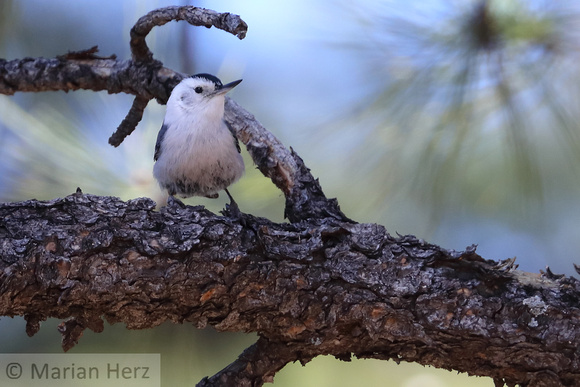 80WL White-breasted Nuthatch (1)