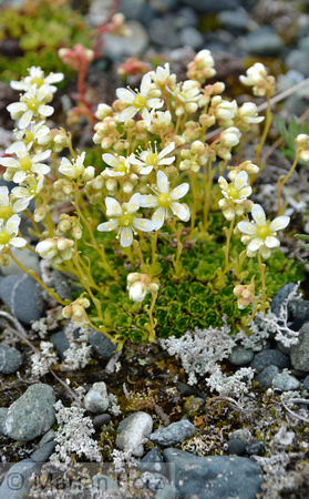 211Saxifrage, Yellow Spotted