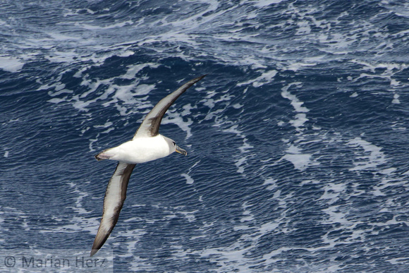 8Sea Grey-headed Albatross