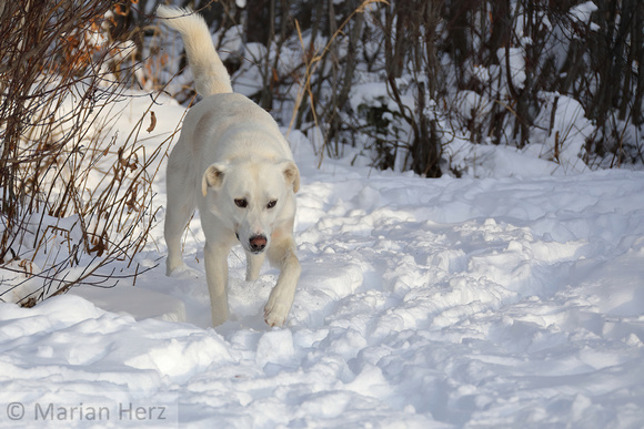 10Ch Sled Dog