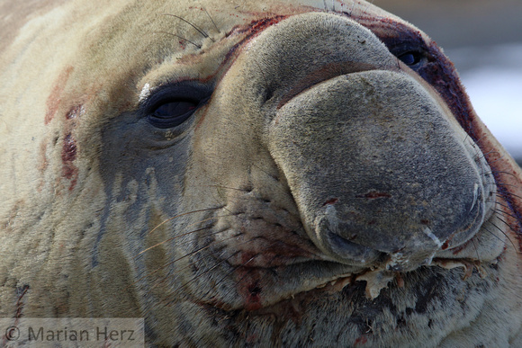 112Gry Elephant Seal