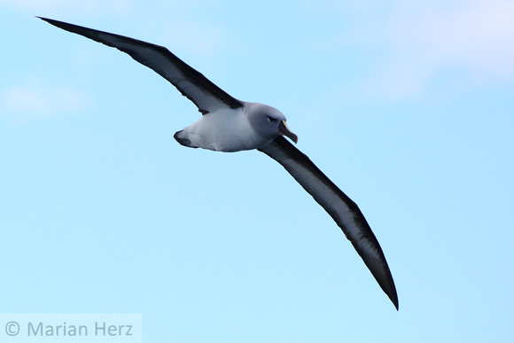 449Sea Grey-headed Albatross