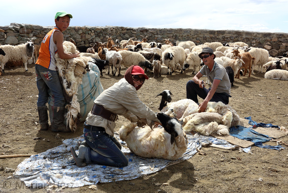 262Bay Sheep Shearing