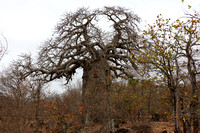 17PM Baobab Tree