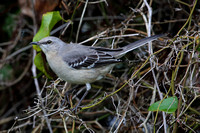 16CC Northern Mockingbird