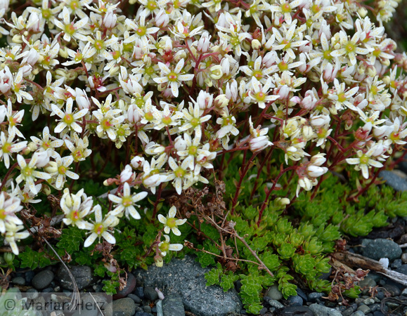 205Saxifrage, Yellow Spotted