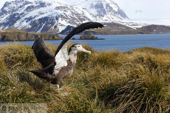 401Pr Wandering Albatross