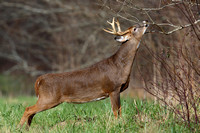 4Sm White-tailed Deer (8)