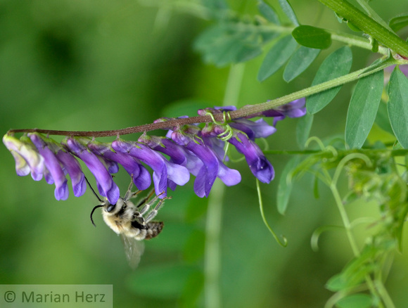 38Vetch with Bee