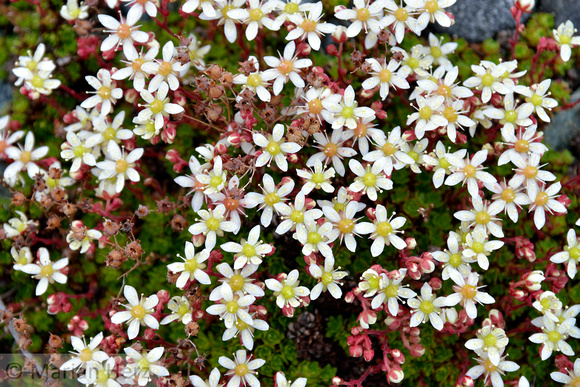 208Saxifrage, yellow Spotted