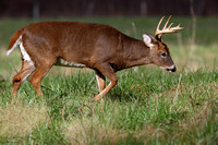1Sm White-tailed Deer (4)
