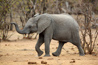 12PM African Elephant4 (3)