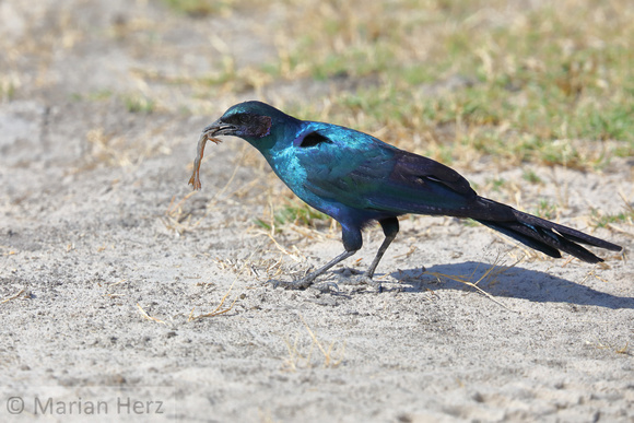 144Khw Burchell's Starling with Frog (3)