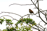 7Sto Dunnoch or Hedge Sparrow