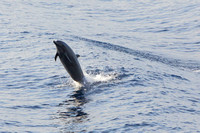 1Sea Bottlenose Dolphin