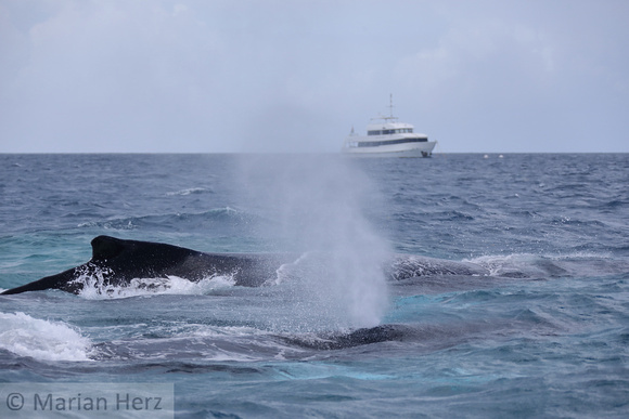 27SB Humpback Whales (7)