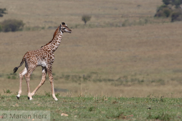 303Ash Masai Giraffe