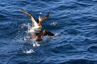 11C Brown Booby