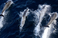 2Sea Bottlenose Dolphin