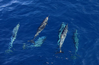 3Sea Bottlenose Dolphin