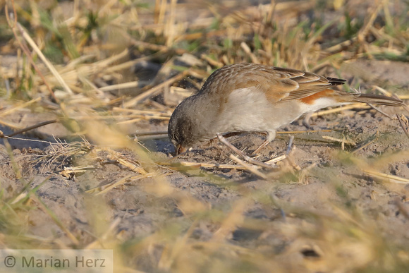 47Mor Grey-headed Sparrow (3)