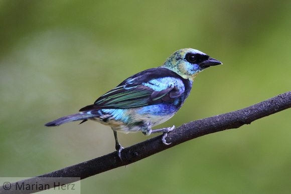 36GD Golden Hooded Tanager (2)