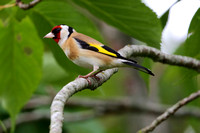 8Sto European Goldfinch