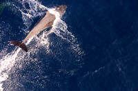 4Sea Bottlenose Dolphin