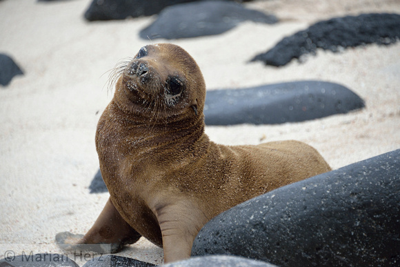 286Esp Galapagos Sea Lion