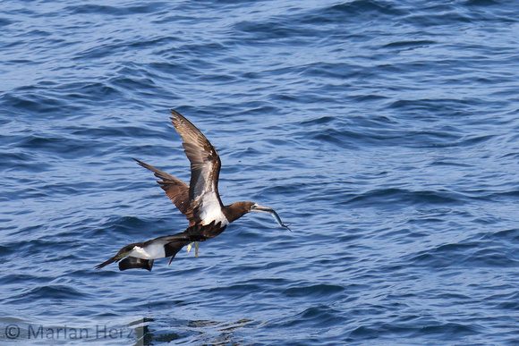 9C Brown Booby with Fish