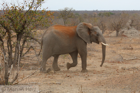 11PM African Elephant2 (3)