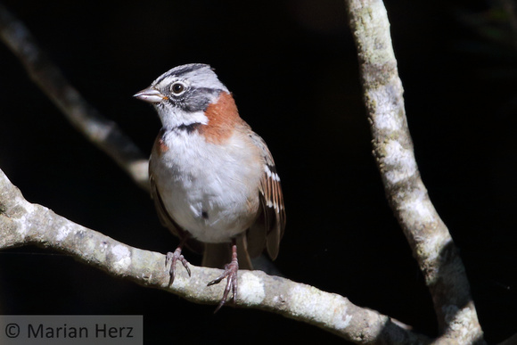 365Val Rufous-collared Sparrow