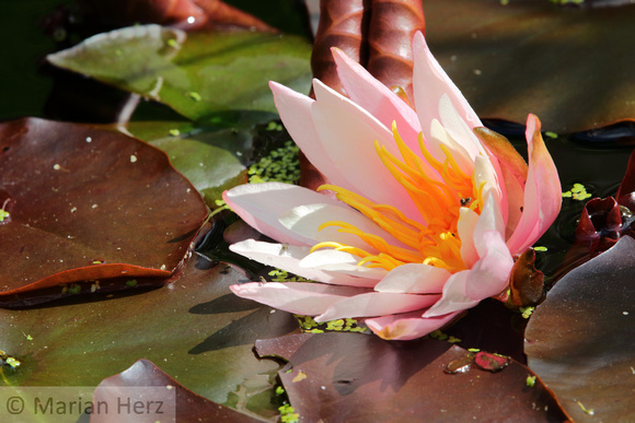 596Ai Water lily (1)