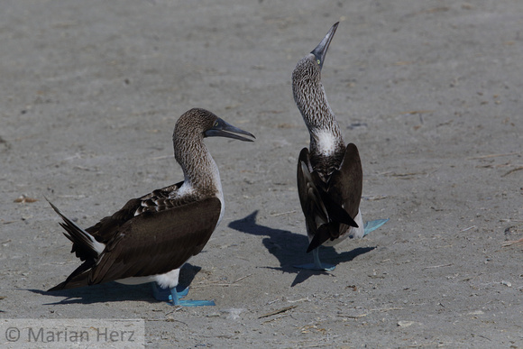 764Pi Blue-footed Boobies