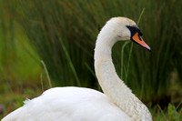 13Sto Mute Swan
