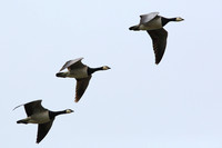 332Ber Barnacle geese
