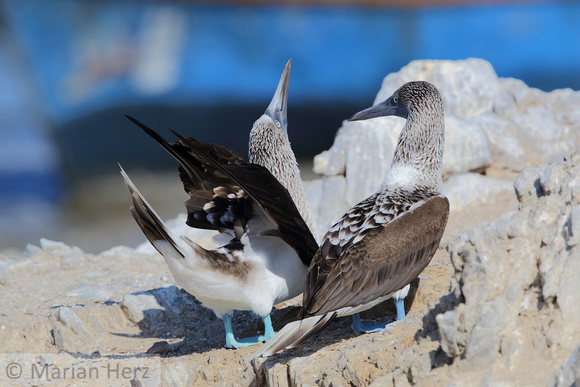 767Pi Blue-footed Boobies