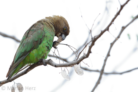 22PM Brown-headed Parrot (5)