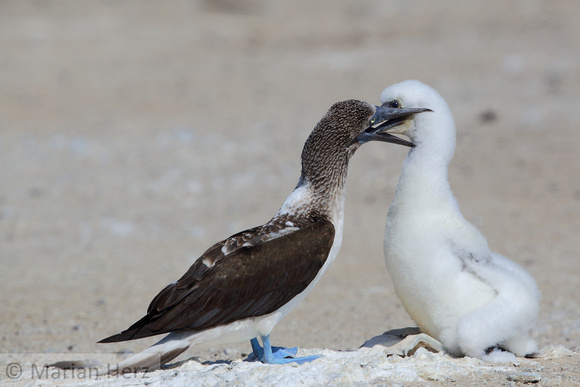 754Pi Blue-footed Booby Chick Feeding(32)