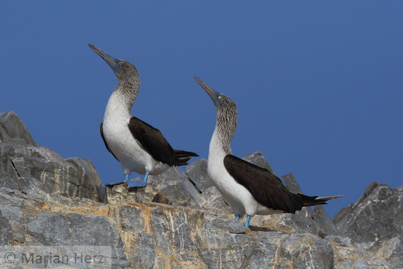 736Pi Blue-footed Boobies