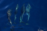 5Sea Bottlenose Dolphin