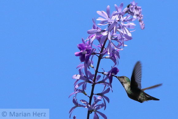 8SB Vervain Hummingbird