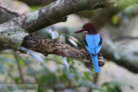 4Wil White-throated Kingfisher